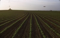 Field of contoured beans on the Duncan farm.