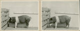 Experiment 326, representative pig #155, 1930