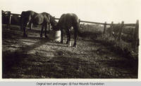 Topsy and Jim the horses