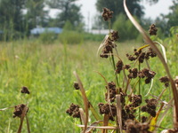2007 Jack Strawhacker photos of grasses