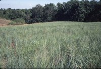 Green pasture