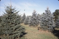 Reiman Schnieder windbreak.