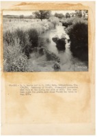 1937 - Willow growth protects stream bank