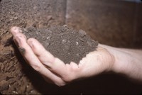 Hands in the dirt.