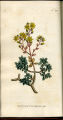 Gouty Houseleek