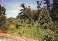 1995 Trees planted on Steve Nunnikhoven's Farm