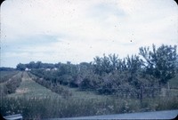 Windbreak on the Dorr farm.