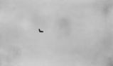 Delta Wing Photograph