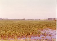 Cornfield After a Hard Rain