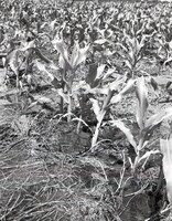 No-till fields of corn