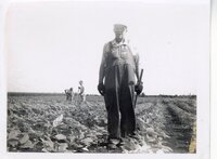 1986 Three men with hoes in amaranth grain field