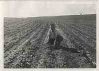 Unidentified man in field examines sod