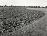 Cornfield and Grass
