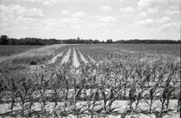 Spindly corn in field