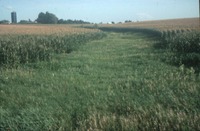 Grassy strip between corn rows 