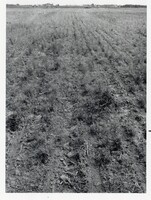 1976 Rural Scenes Photos by the Des Moines County Soil Conservation District