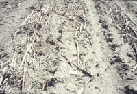 Dry cropland, 1988