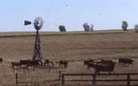 Arnold Berglund's cattle graze in a pasture.