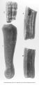 Pleistocene Fauna, 1) first phalanx of camel, 2-3-4) molars of Equus complicatus Leidy, Iowa, late 1890s or early 1900s