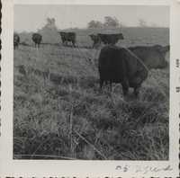 Cliff Singley's cattle graze in a birdsfoot trefoil pasture.