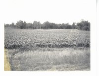 Merle Frundle cornfields
