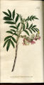 Small Melianthus, Honey-flower