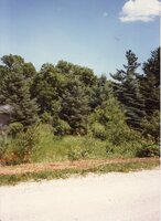 1995 Trees planted on Steve Nunnikhoven's Farm