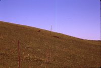 Turkey Vulture in a Field.