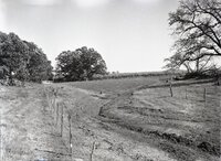1963  Fenced field by corn and trees