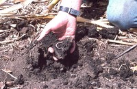 Rich soil.