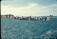 Cattle grazing in pasture.