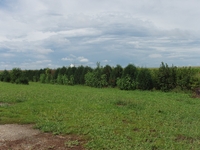 2007 Jack Strawhacker photos of field windbreak