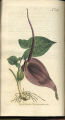 Three-lobed Arum