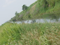 2007 Jack Strawhacker photos of grasses