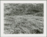 Damaged crops