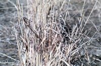 Tall grass