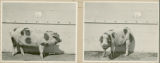 Experiment 326, representative pig # 2B, 1930