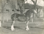 Pearl's Sweetest Sel, Clydesdale filly, 1915