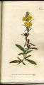 Dwarf Oenothera, Sundrops,Suncups, Evening Primrose