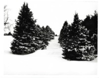 Farm Windbreak 
