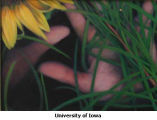 Double Hand Grass Sunflower