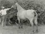 Lena, Belgian draft horse mare, 1926