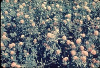 Red clover and alfalfa.