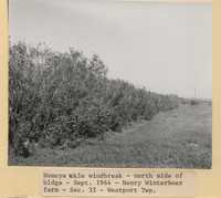 Honeysuckle Windbreak on Henry Winterboer's Farm.