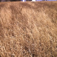 Bad weed control in switchgrass seeding.