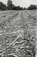 1977  No-till corn field in Mediapolis by the high school