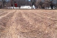 Grassy fields