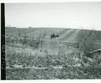 Native grass, 1972