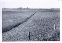 Strip cropping on Fred Moeller farm, 1960s
