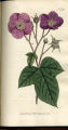 Flowering Raspberry, Purple Flowering Raspberry, Thimbleberry